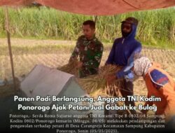 Panen Padi Berlangsung, Anggota TNI Kodim Ponorogo Ajak Petani Jual Gabah ke Bulog