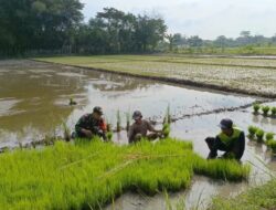 Bantu Tanam Padi, Wujud Nyata Babinsa Kodim Ponorogo Sukseskan Swasembada Pangan