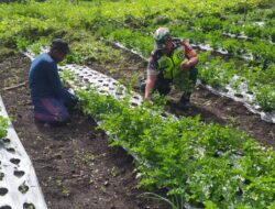 Babinsa Koramil 06/Jagong Bantu Petani Panen Daun Seledri di Bukit Sari
