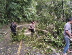 Polsek Linge Bersihkan Pohon Tumbang, Kini Jalan Takengon – Blang Kejeren KM 24 Normal Kembali