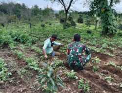 Berikan Motivasi, Babinsa Komsos Bersama Petani Kentang