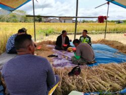 Melalui Komsos Babinsa Motivasi Petani Dalam Mewujudkan Ketahanan Pangan