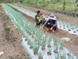 Babinsa Dampingi Petani Cek Pertumbuhan Tanaman Bawang