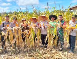 Program Gugus Tugas Ketahanan Pangan Polda Jambi Sukses Panen Jagung di 6 Polres