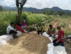 Babinsa, Dampingi Penyuluh Lapangan (PPL) Tinjau Hasil Panen Padi Warga