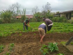 Babinsa Koramil 06/Jagung Bantu Petani Untuk Perawatan Tanaman Kentang