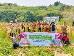 Polres Aceh Tengah Gelar Panen Raya Jagung di Lahan Produktif Arul Gading, Capai 3.500 Kg
