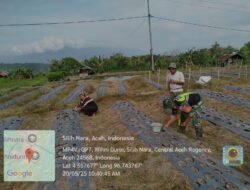 Babinsa Koramil 08/Silih Nara Bantu Warga Tanam Bawang Merah 