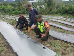 Dukung Ketahanan Pangan, Babinsa Sambangi Petani Tomat