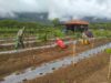Wujudkan Petani Produktif, Babinsa Dampingi Perawatan Tanaman Cabe
