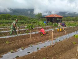 Wujudkan Petani Produktif, Babinsa Dampingi Perawatan Tanaman Cabe