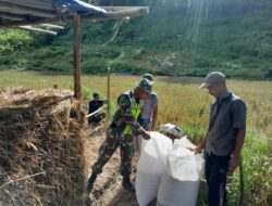 Sukseskan Program Ketahanan Pangan Nasional, Babinsa Turut Membantu Petani Panen Padi