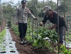 Dukung Ketahanan Pangan, Polsek Mesidah Data Lahan Pangan Bergizi Dan Tanam Cabai-tomat Di Cemparam Jaya