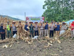 Panen Raya Jagung Binaan Polres Aceh Tengah Capai Hasil 36 Ton Di Kampung Mulie