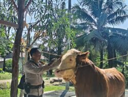Sapi Milik Bhabinkamtibmas Terpilih Jadi Hewan Kurban Presiden Prabowo di Indragiri Hulu