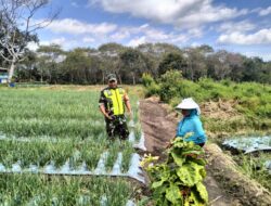 Babinsa Koramil 03/TG Sambangi Petani Bawang Merah Di Lahan Pertanian