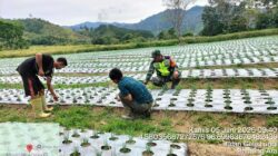 Babinsa Koramil 10/Celala Dukung Ketahanan Pangan