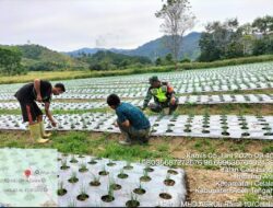 Babinsa Koramil 10/Celala Dukung Ketahanan Pangan