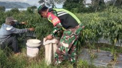 Babinsa Bantu Petani Panen Cabai, Dorong Ketahanan Pangan