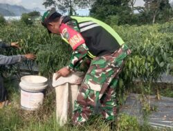 Babinsa Bantu Petani Panen Cabai, Dorong Ketahanan Pangan