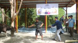 Satgas Gakkum ODC-2025 sembelih 2 ekor sapi di Posko Jayapura dalam rangka Idul Adha 1446 H