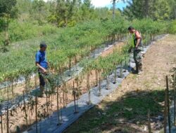 Babinsa Komsos dengan Petani Cabai yang Terimbas Musim Panas