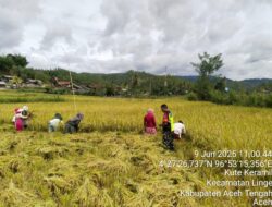 Babinsa Hadir pada Panen Perdana di Linge, Wujud Nyata Dukungan Terhadap Ketahanan Pangan