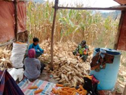 Babinsa Dampingi Warga Panen Jagung Di Wilayah Binaan