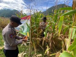 Polres Aceh Tengah Gelar Panen Raya Jagung Kuartal II di Kampung Gunung Suku dan Pedemun