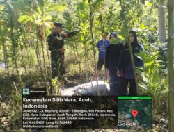 Babinsa Koramil 08/Silih Nara Tinjau Kebun Tembakau di Wih Pesam