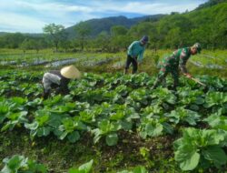 Babinsa Dampingi Petani Merawat Tanaman Kol, Untuk Sukseskan Ketahanan Pangan