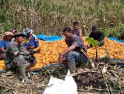 Dongkrak Swasembada Pangan, Babinsa Turut Serta Panen Jagung Di Wilayah Binaan