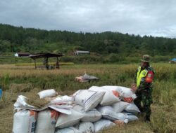Serap Aspirasi Petani, Babinsa Cek Langsung Panen Gabah di Desa  Kute Riyem