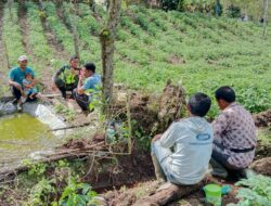 Babinsa Komsos Dengan Petani Kentang, Untuk Meningkatkan Hasil Panen