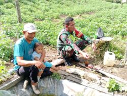 Babinsa Komsos Dengan Petani Kentang, Untuk Meningkatkan Hasil Panen