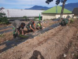 Koramil 05/Permata Manfaatkan Lahan Kosong Dengan Menanam Cabai