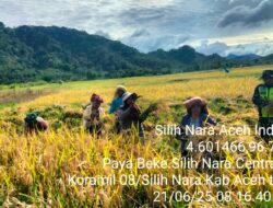 Babinsa Silih Nara Dampingi Poktan Panen Padi di Desa Paya Beke