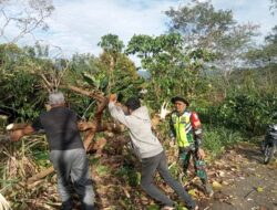 Peduli Keselamatan Warga, Babinsa Gotong Royong Membersihkan Ranting Dan Pohon Rawan Tumbang