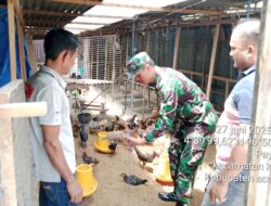 Babinsa  Komsos dengan Kelompok Ternak Ayam Kampung