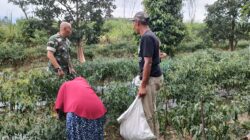 Babinsa Wujudkan Kebersamaan Lewat Pendampingan Panen Cabai Merah di Desa Nosar