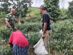 Babinsa Wujudkan Kebersamaan Lewat Pendampingan Panen Cabai Merah di Desa Nosar