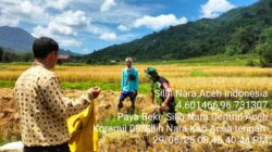 Babinsa Dampingi Petani Panen Padi di Desa Paya Beke