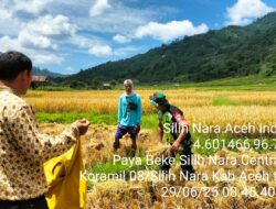 Babinsa Dampingi Petani Panen Padi di Desa Paya Beke