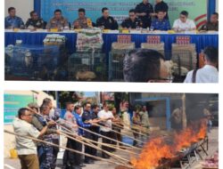 Bea Cukai Langsa Musnahkan Rokok Ilegal dan Teh Impor Senilai Hampir Rp 800 Juta, Kambing Ilegal Turut Dimusnahkan