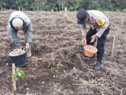 Dukung Ketahanan Pangan, Polsek Jajaran Polres Bener Meriah Lakukan Pendataan Lahan Pekarangan Bergizi dan Tanam Sayuran