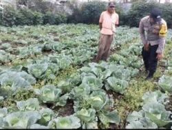 Cek Lahan Produktif di Kampung Jelobok, Bhabinkamtibmas Polres Bener Meriah Ajak Warga Aktif Jaga Kamtibmas