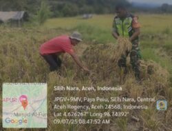 Babinsa Koramil 08/SN Turun ke Sawah Panen Padi Bersama Warga 