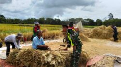 Babinsa Sambangi Petani Saat Panen, Upaya Dalam Mewujudkan Ketahanan Pangan Nasional