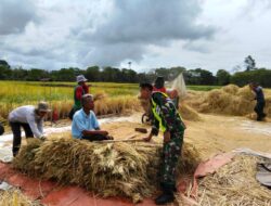 Babinsa Sambangi Petani Saat Panen, Upaya Dalam Mewujudkan Ketahanan Pangan Nasional
