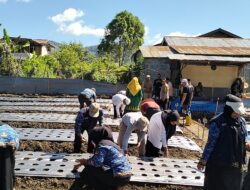 Sinergi Bhabinkamtibmas dan Warga, Penanaman Bawang Merah Perdana Digelar di Kampung Pinangan